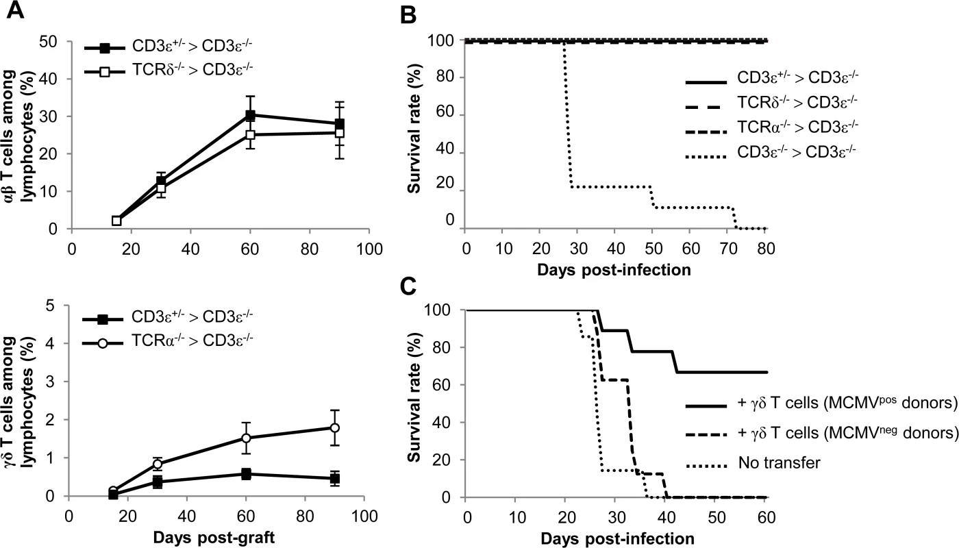 γδ T cell recovery rescues CD3ε<sup>−/−</sup> mice from MCMV-induced death.