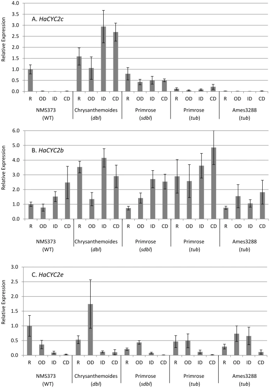 Quantitative RT–PCR results for the expression analysis of <i>HaCYC2c</i> in sunflower.