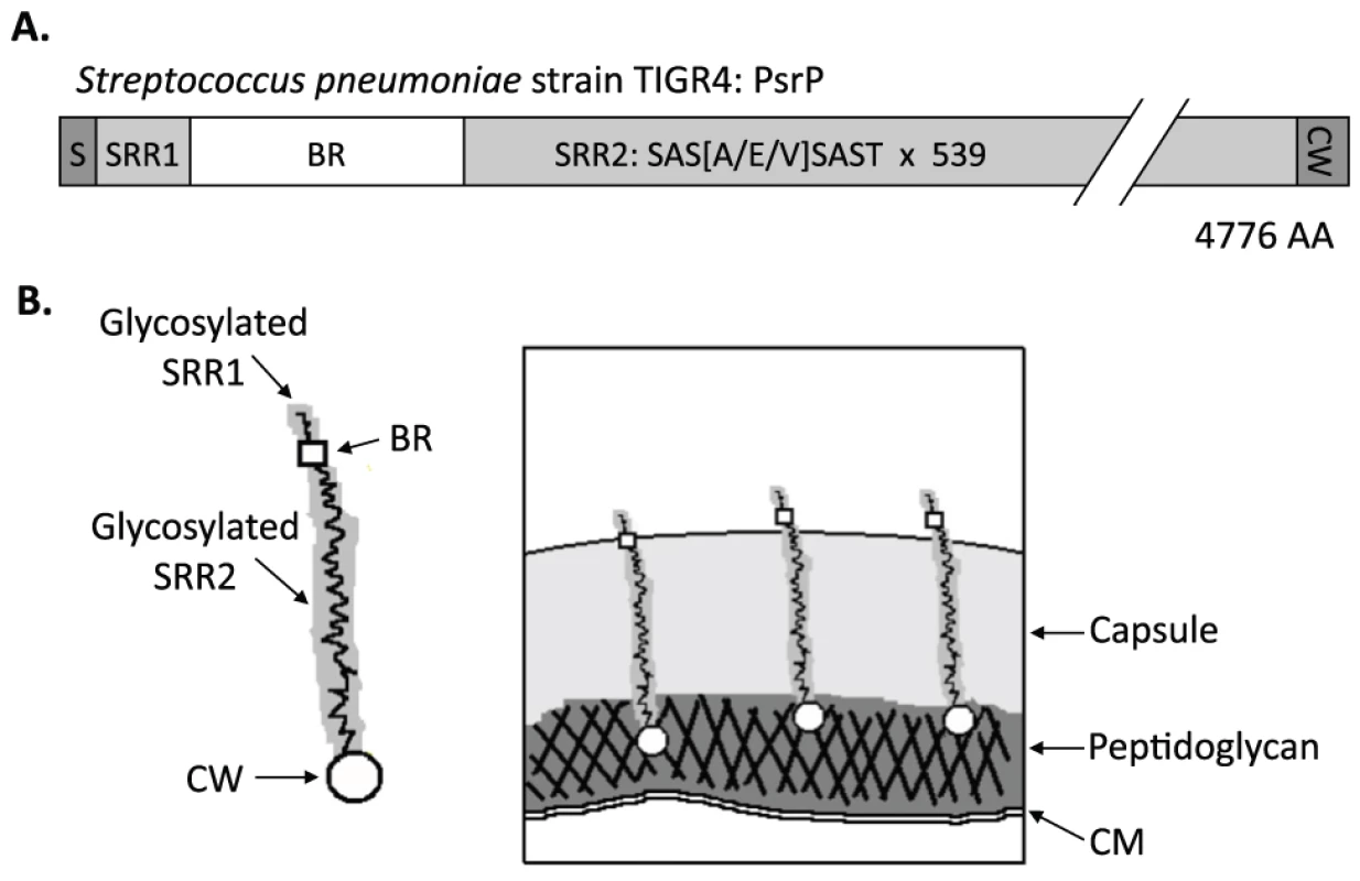 Hypothetical model of PsrP on the surface of <i>S. pneumoniae</i>.