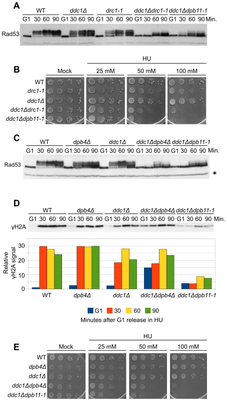 Polε associated proteins are involved in the 9-1-1–independent checkpoint signaling branch.