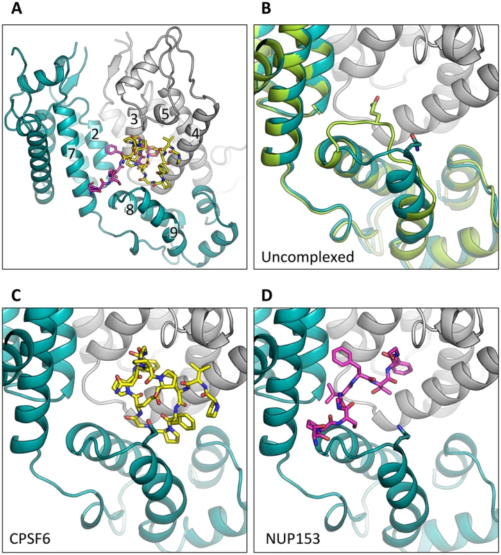 CPSF6 and NUP153 bind a multi-subunit interface in HIV-1 hexamer.