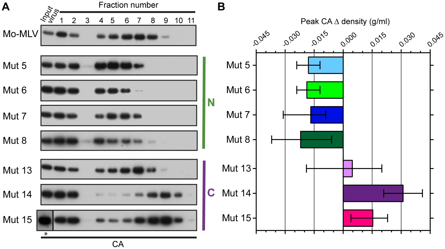 The effect of p12 mutations on the biophysical properties of the Mo-MLV intra-virion CA core.