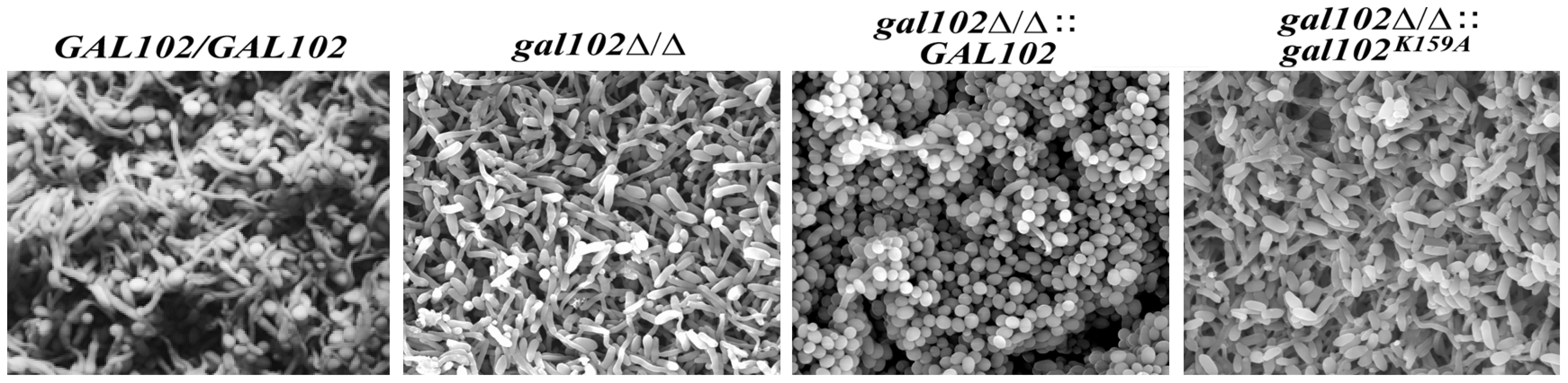 Biofilm structure and diffusion properties are seriously compromised in <i>C. albicans</i> lacking <i>GAL102</i>.