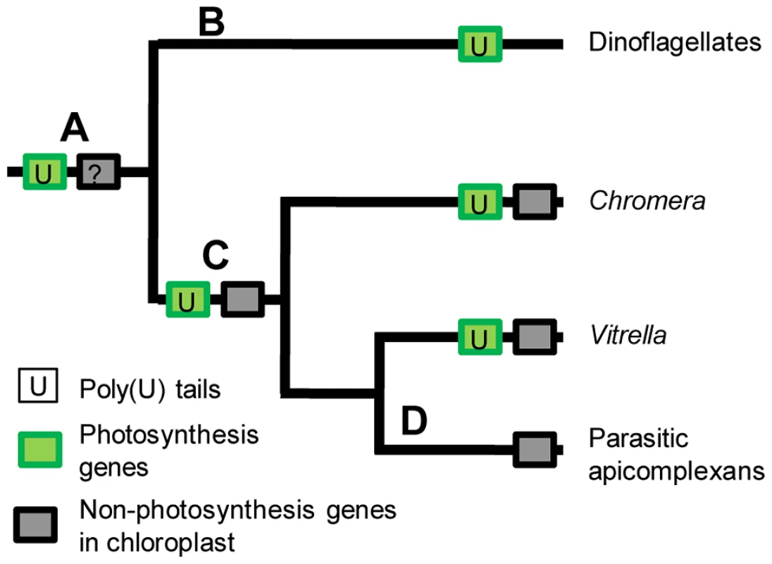 The evolution of transcript polyuridylylation in the alveolates.