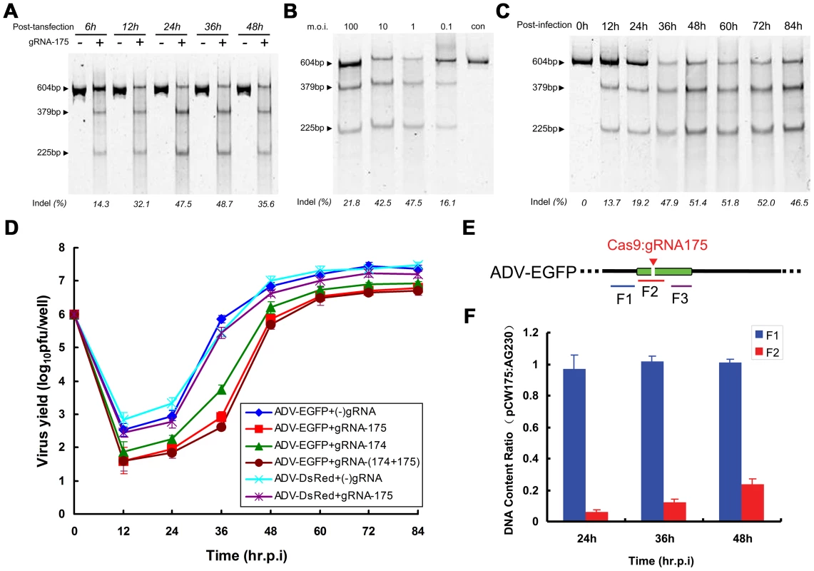 Factors affecting the efficiency of Cas9-mediated viral genome indels during adenovirus infection.