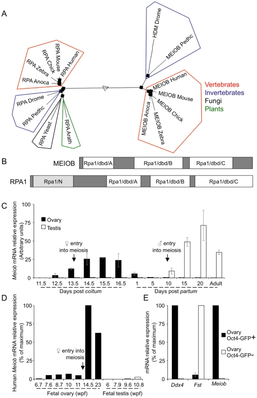 MEIOB is evolutionarily conserved and expressed in meiotic cells.