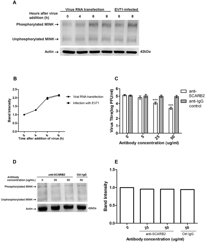 Phosphorylation of MINK is triggered post-entry by early replication events.