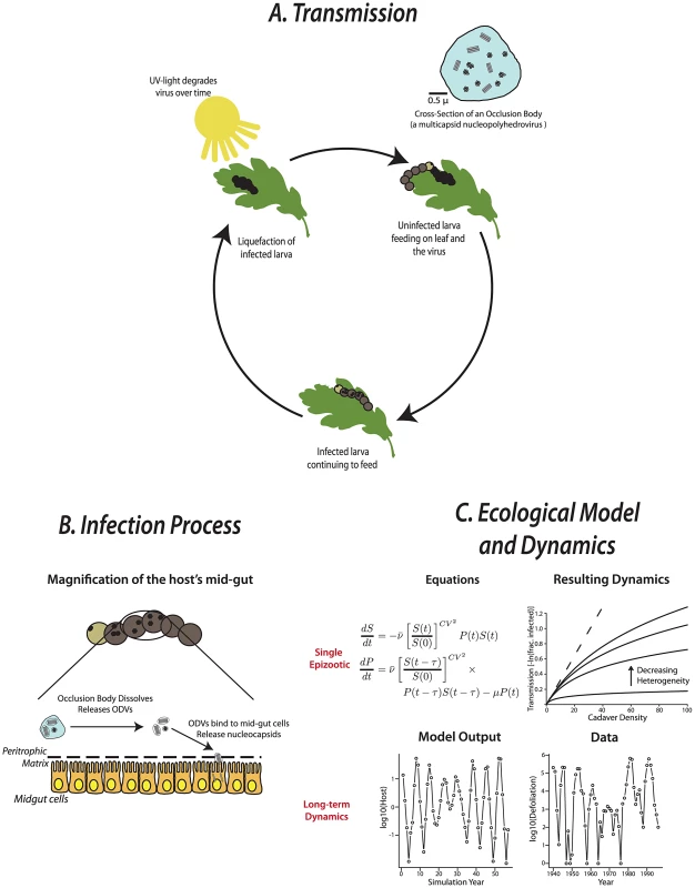 Typical baculovirus transmission cycle, the infection process, and resulting ecological dynamics in lepidopteran larvae.
