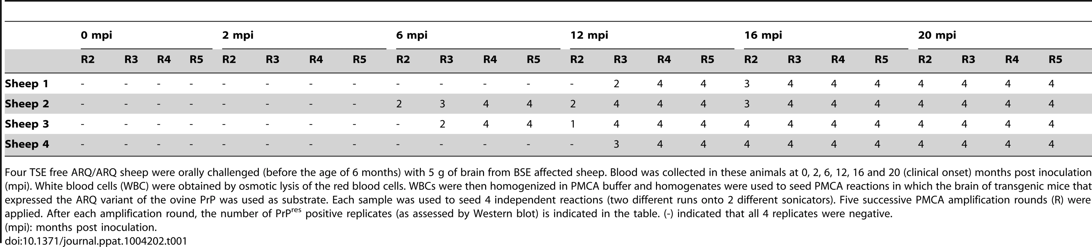 PrP<sup>res</sup> detection in Protein Misfolding Cyclic Amplification (PMCA) reactions seeded with white blood cells from ARQ/ARQ sheep orally inoculated with BSE agent, collected at different time points of the incubation period.