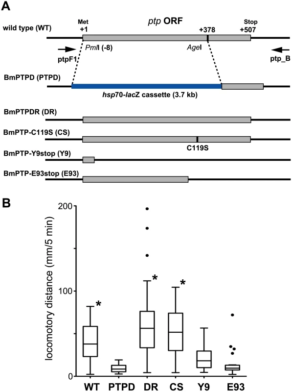 Effect of mutation of the BmNPV <i>ptp</i> gene on virus-induced ELA in 5<sup>th</sup> instar <i>B. mori</i>.