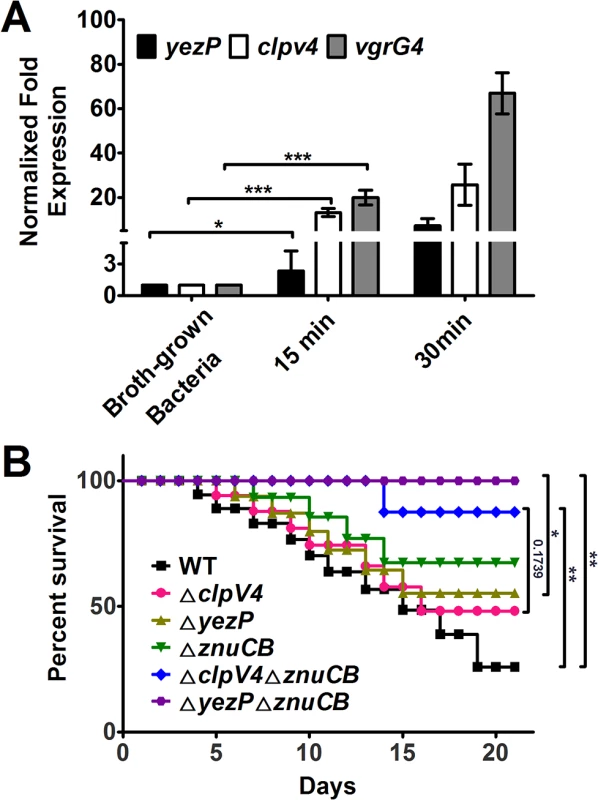 The expression of T6SS-4 is induced in macrophages and <i>Yptb</i> mutants lacking T6SS-4 or its substrate YezP are defective in virulence against mice.