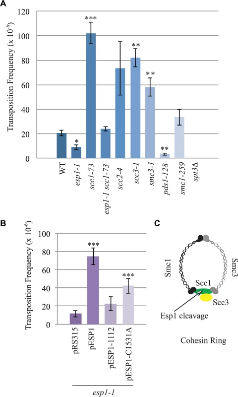 <i>esp1</i> and <i>pds1</i> mutants have decreased, whereas cohesin mutant have increased Ty1 mobility.