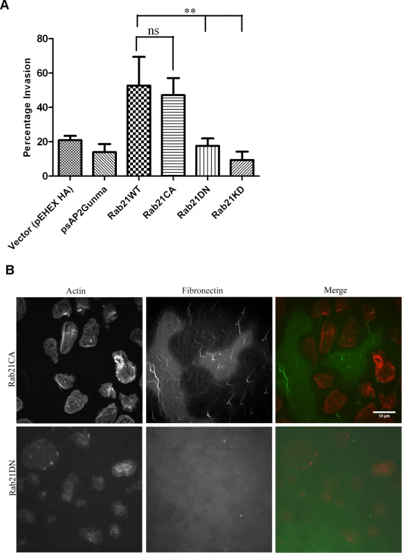 Rab21CA over-expression is associated with increased invasion and matrix degradation.