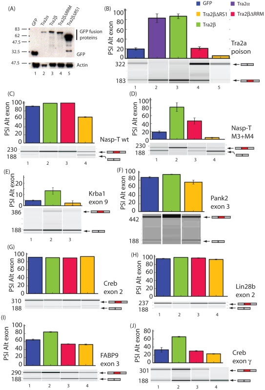 Different protein isoforms of Tra2β can act as specific splicing activators, co-activators, and repressors of a target exons identified by HITS-CLIP.
