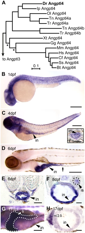 Tissue-specific expression of zebrafish <i>angptl4</i> mRNA.