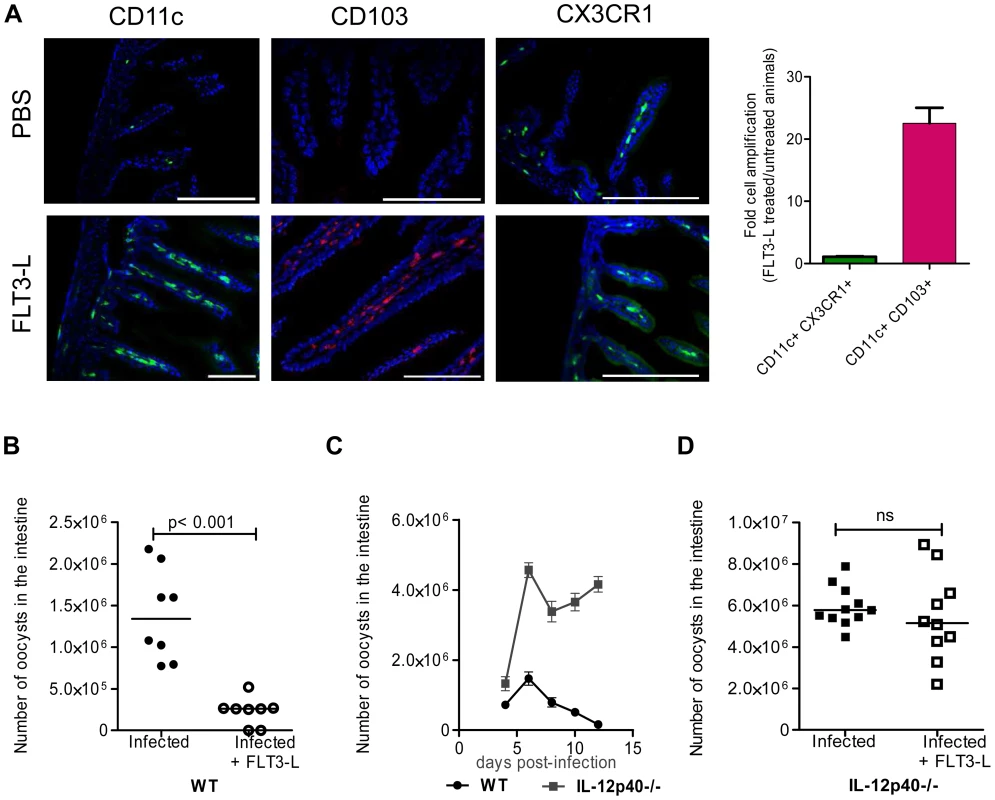 <i>In vivo</i> amplification of CD11c+ CD103+ DC by FLT3-L enhances neonatal resistance to <i>C. parvum</i> infection.