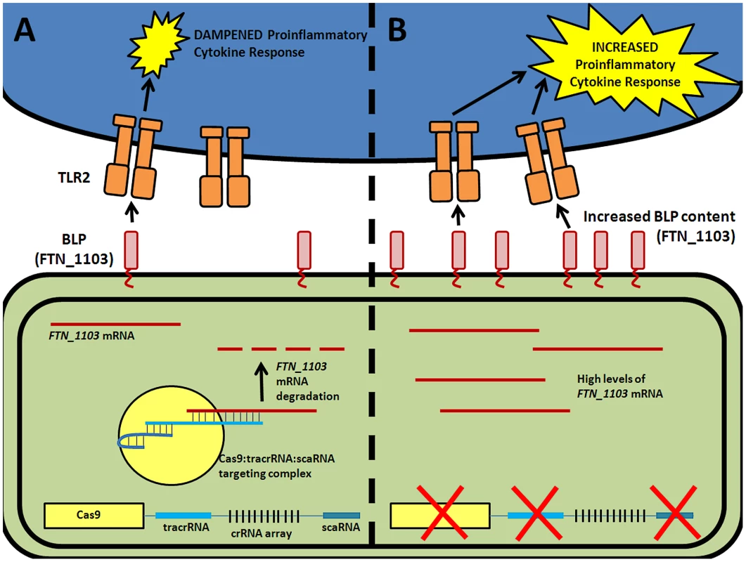 CRISPR/Cas-mediated evasion of innate immune detection by <i>F. novicida</i>.