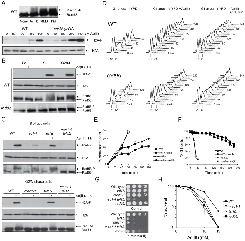 Cell cycle phase-dependent activation of DNA damage checkpoints by As(III) in budding yeast.