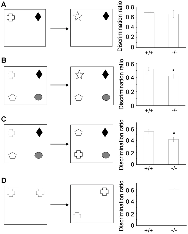β-III spectrin knockout mice display deficits in some object recognition tasks.