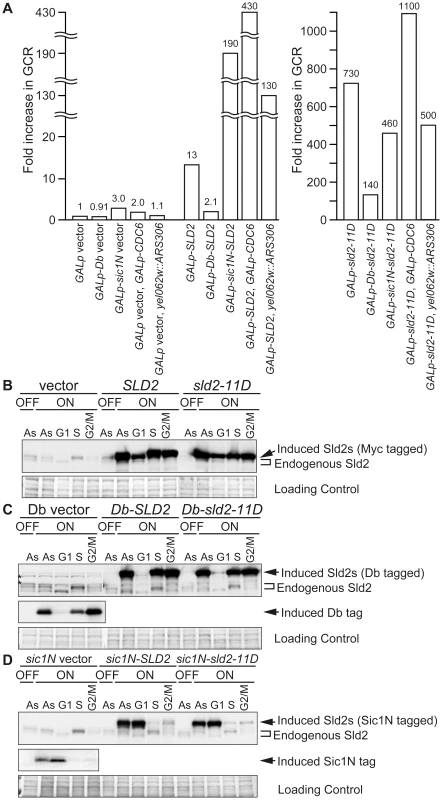High-level expression of Sld2 in G1 induces GCR.