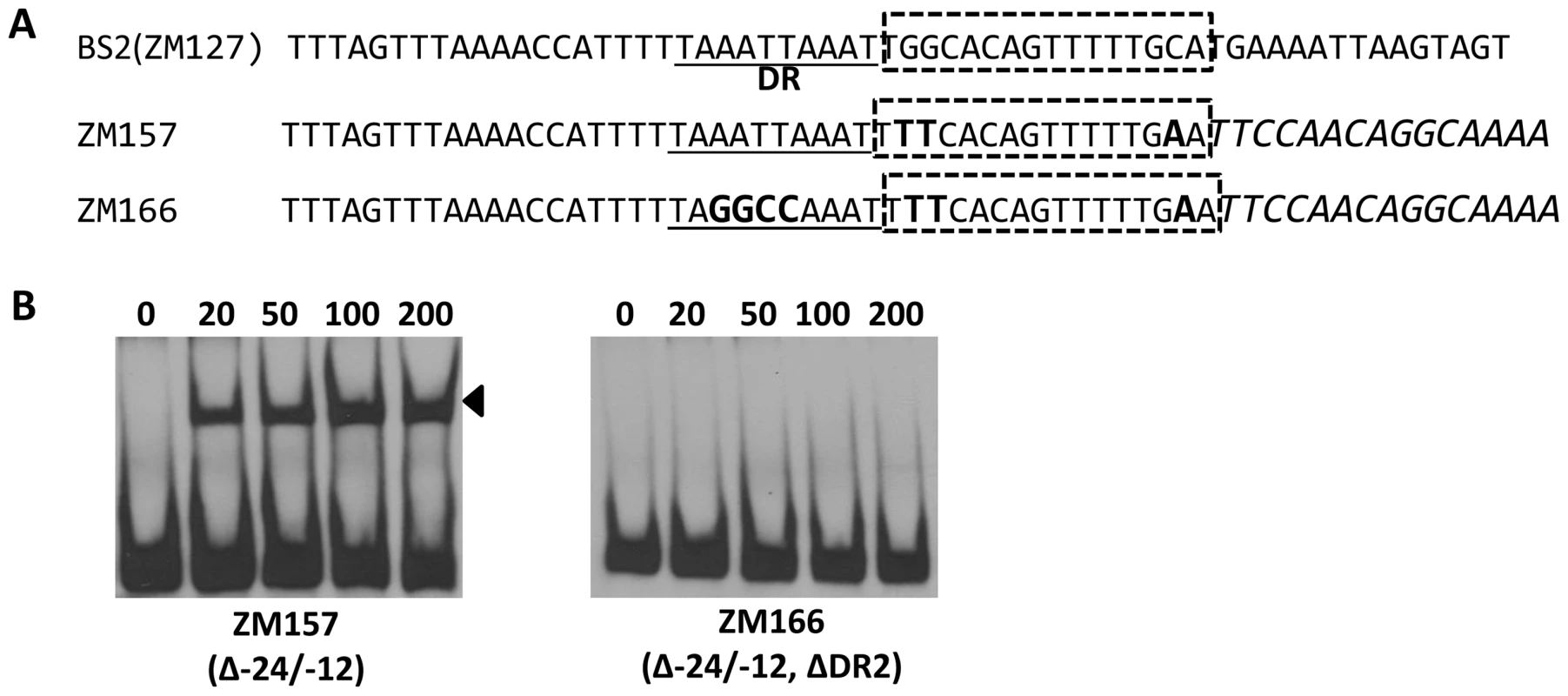 Different key nucleotides are required for BosR or RpoN binding to the <i>rpoS</i> promoter.