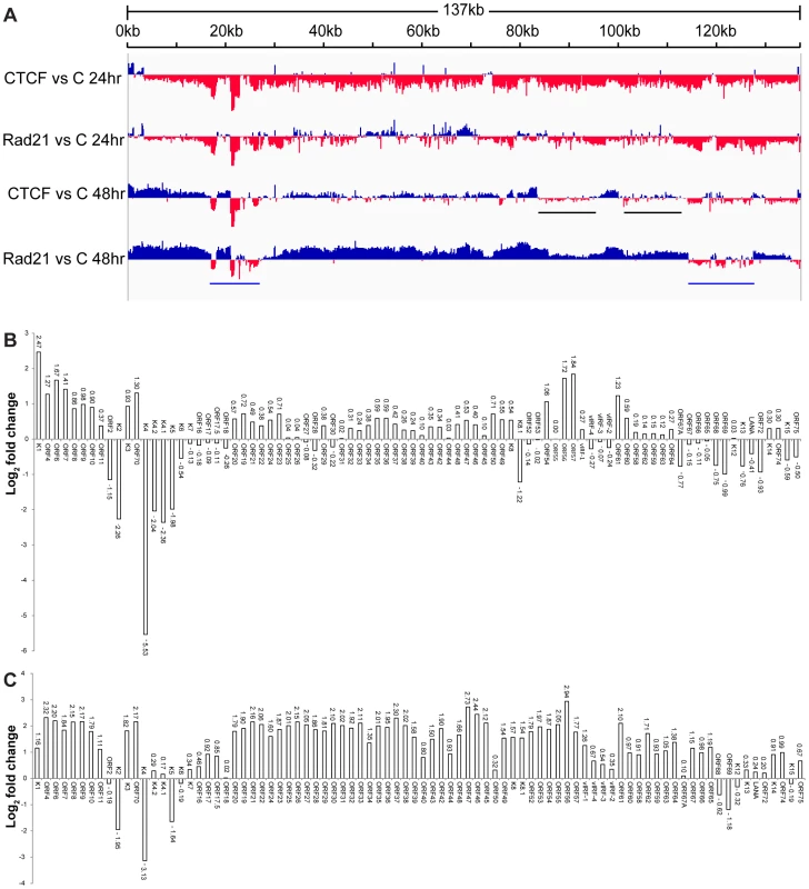 Effect of CTCF and Rad21 depletion on the KSHV lytic gene transcriptional profile defined by RNA-Seq.