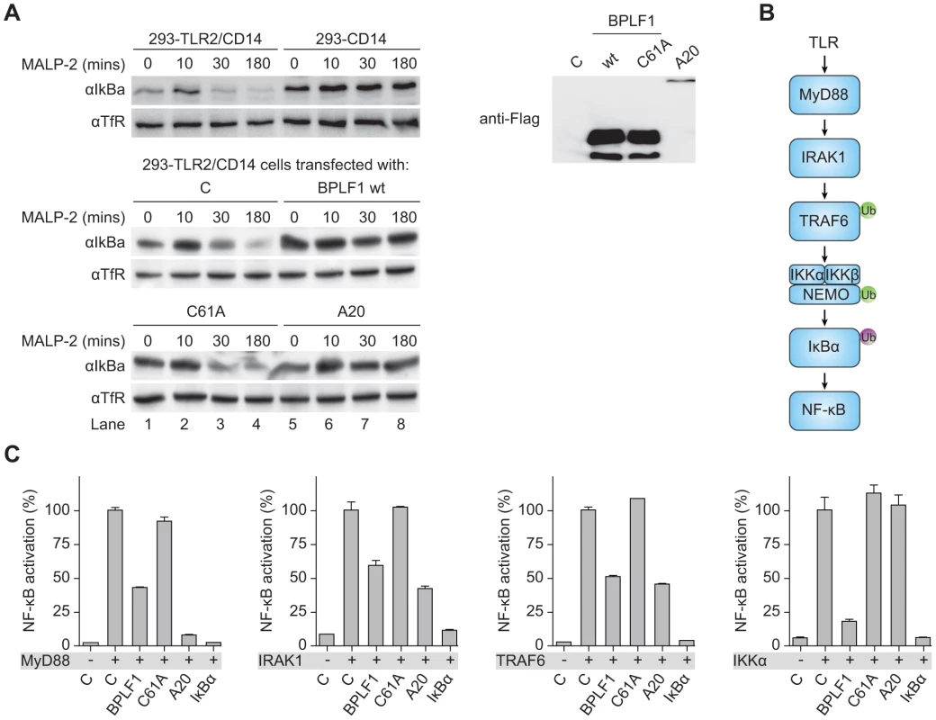 BPLF1 interferes with TLR signal transduction at multiple levels.