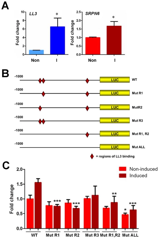 Luciferase expression in a mosquito cell line suggests the involvement of LL3 in the regulation of SRPN6 expression.