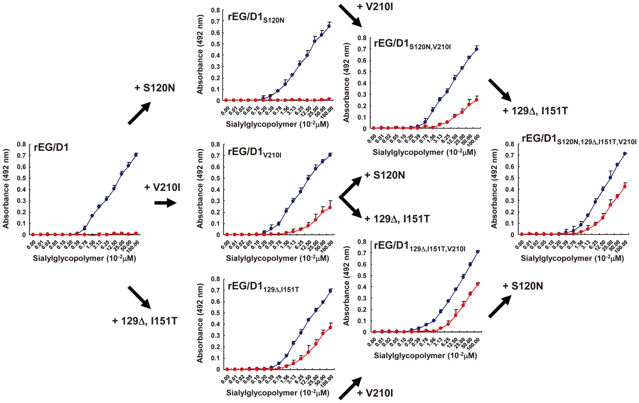 Effect of HA mutations in sublineage BII viruses on receptor specificity of EG/D1 HA.