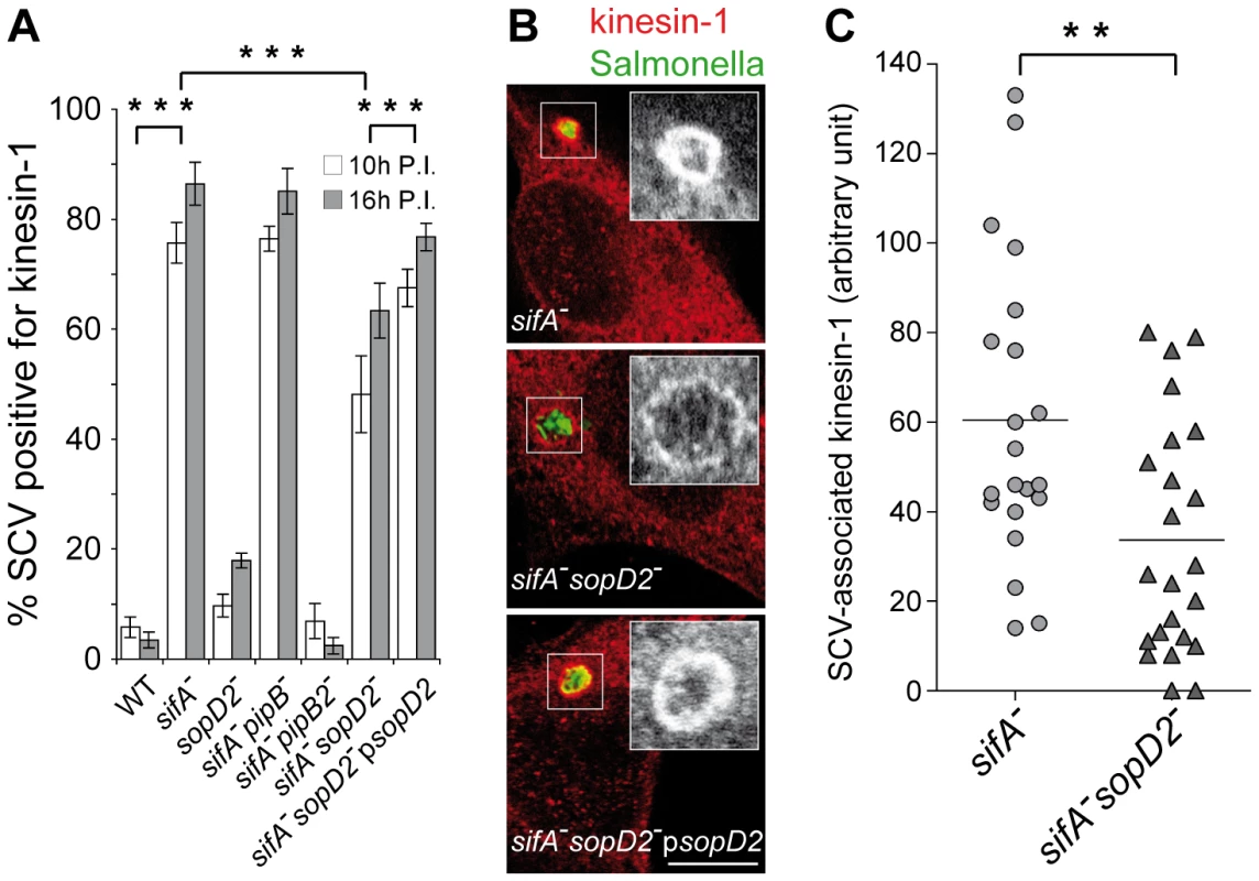 SopD2 influences the retention of kinesin-1 on the bacterial vacuole.
