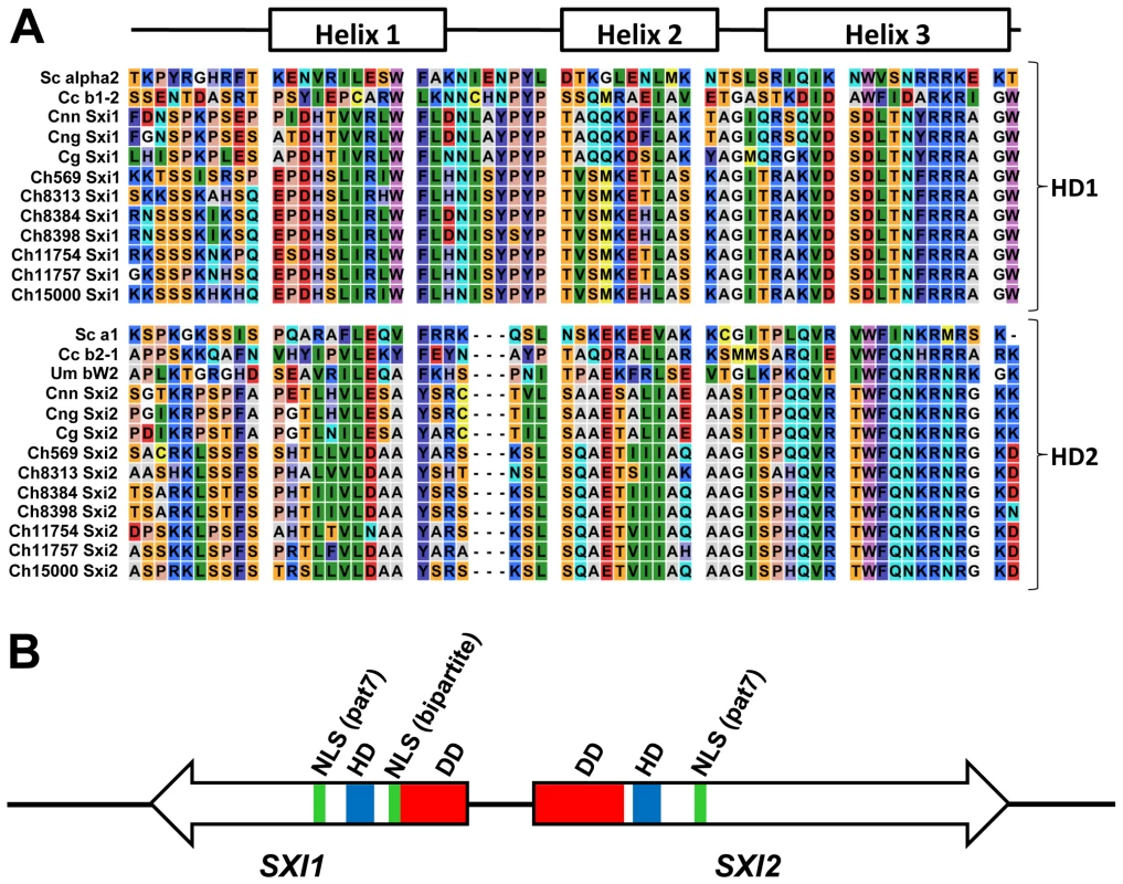 Sxi1 and Sxi2 from <i>C. heveanensis</i> align with HD1 and HD2 homeodomain proteins, respectively.
