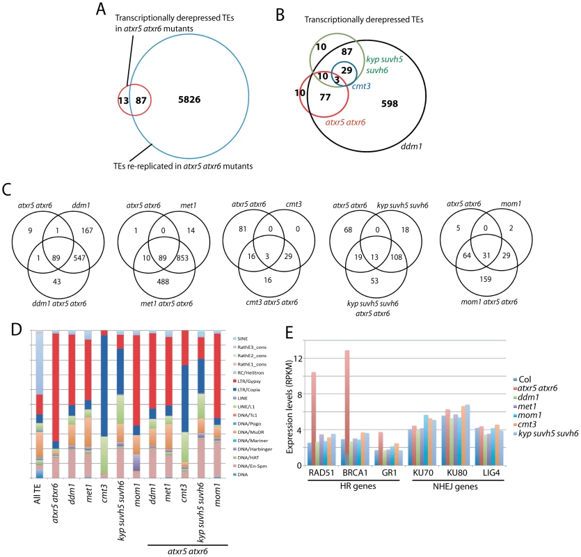 Relationship between ATXR5/6 and DNA methylation in transcriptionally silencing TEs.