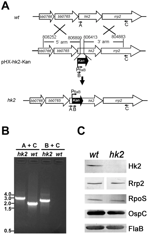Construction and characterization of the <i>hk2</i> mutant.