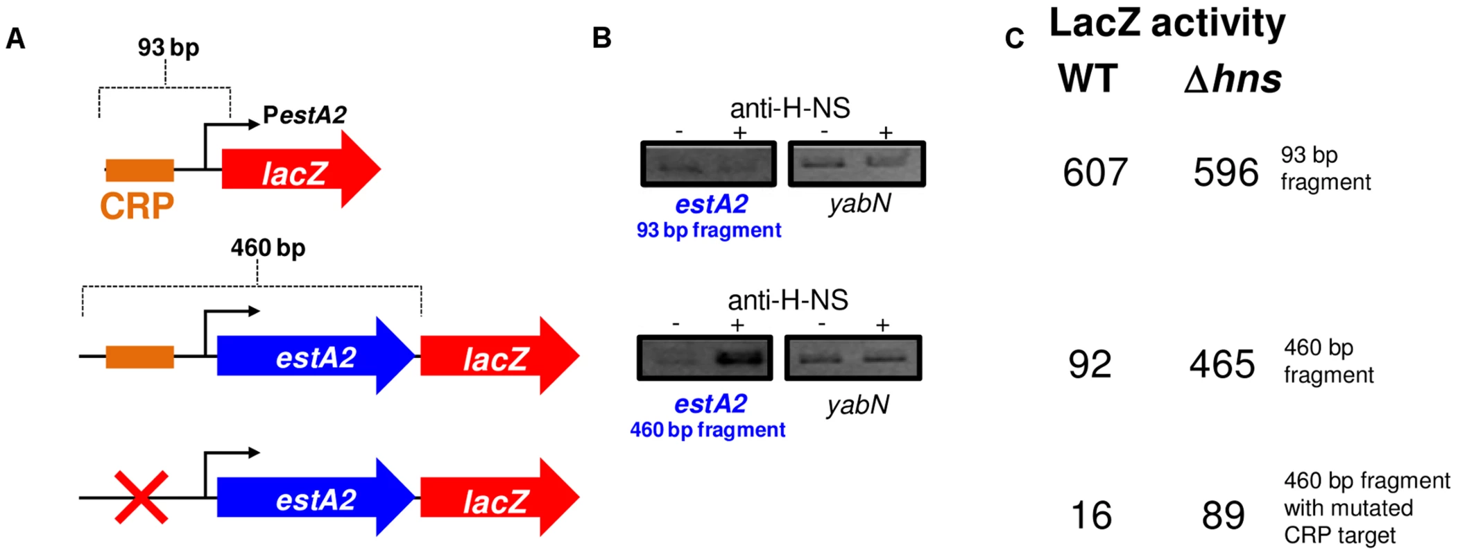 The <i>estA2</i> promoter is repressed by H-NS.