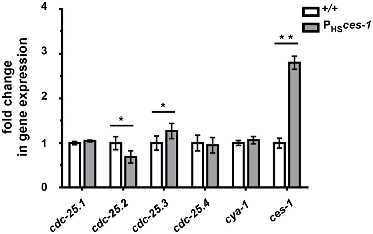 <i>cdc-25.2</i> expression is down-regulated by <i>ces-1</i> over-expression.