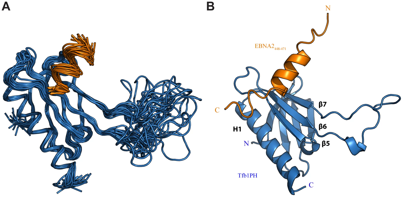 NMR structure of the Tfb1PH-EBNA2<sub>448–471</sub> complex.