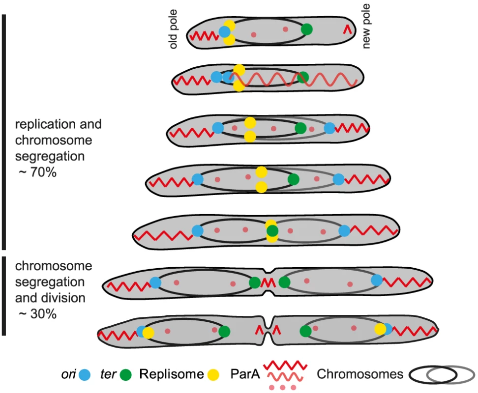 Chromosome arrangement and dynamics in <i>M. xanthus</i>.