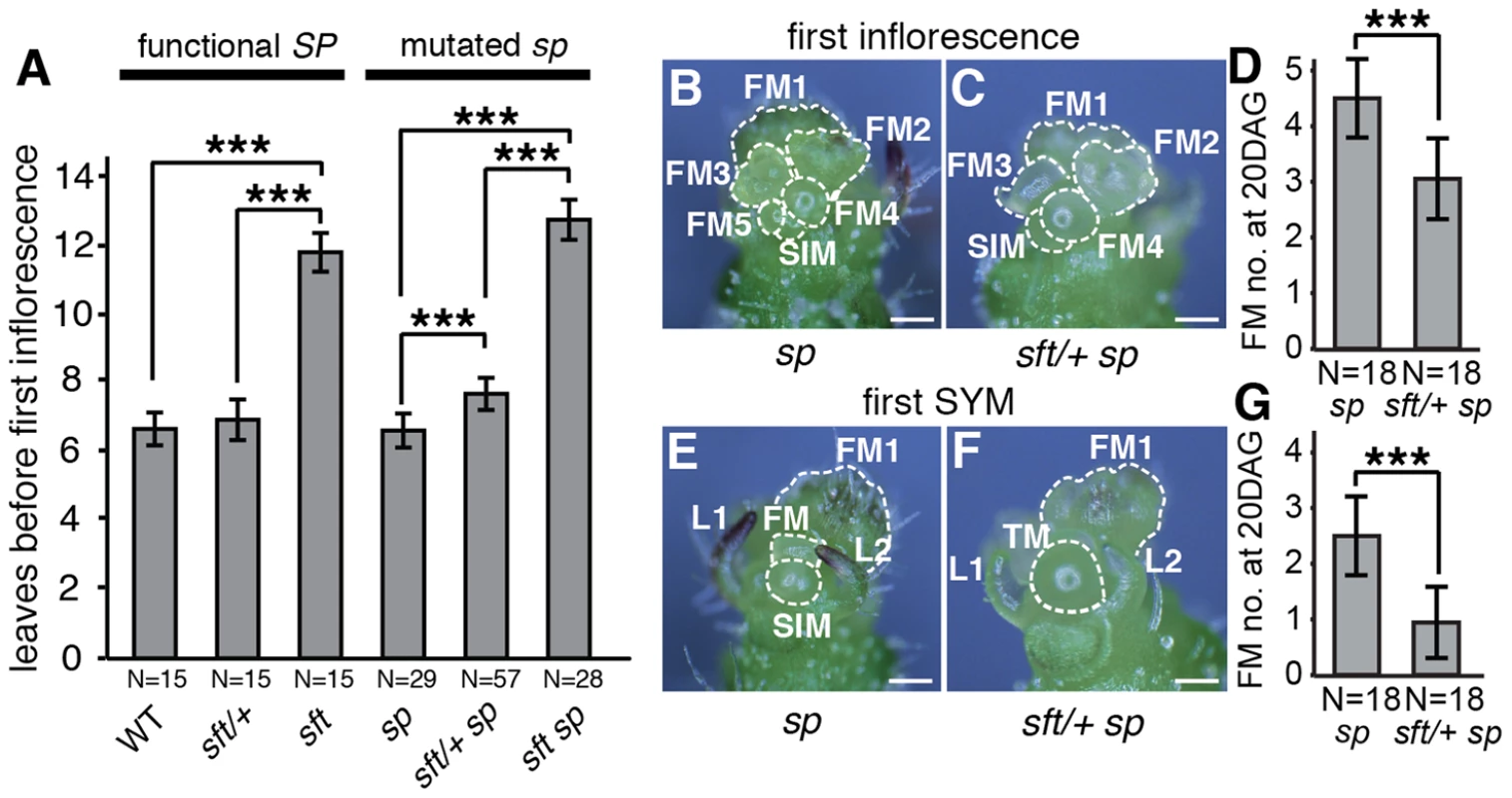 <i>sft/</i>+ heterozygosity induces weak semi-dominant delays in both primary and sympodial flowering transitions.