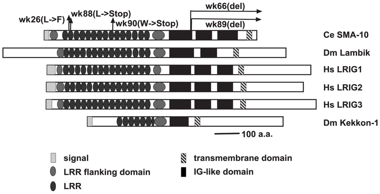 Structural comparison of SMA-10 to <i>Drosophila</i> Lambik and mammalian LRIGs.