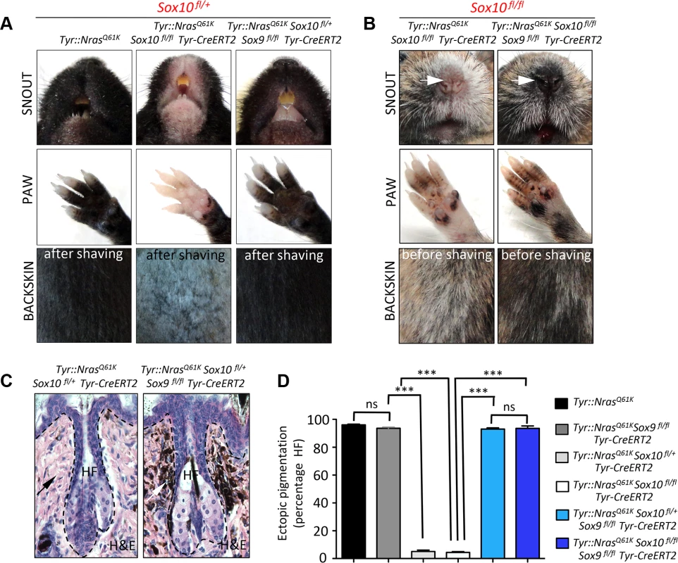 Homozygous deletion of <i>Sox9</i> rescues the effects of Sox10 loss in <i>Tyr::Nras<sup>Q61K</sup></i> mice and restores hyperpigmentation <i>in vivo</i>.