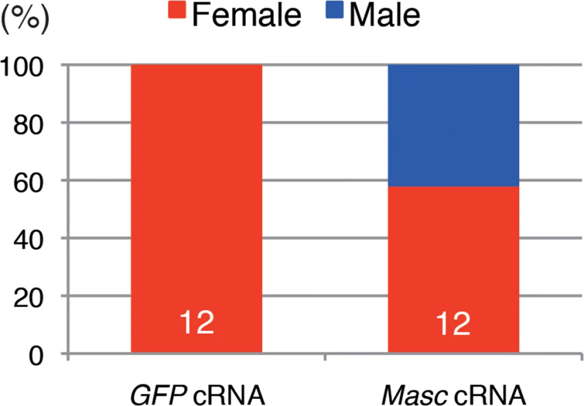 Injection of <i>Masc</i> cRNA rescued the male-specific death of <i>Wolbachia</i>-infected embryonic <i>Ostrinia</i>.