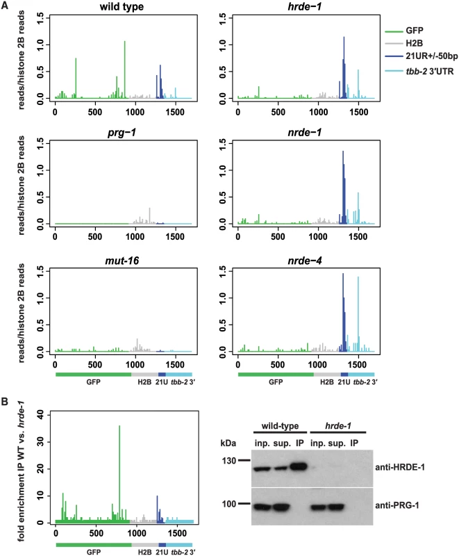 22G-RNAs distal to piRNA target sites require the nuclear RNAi pathway.
