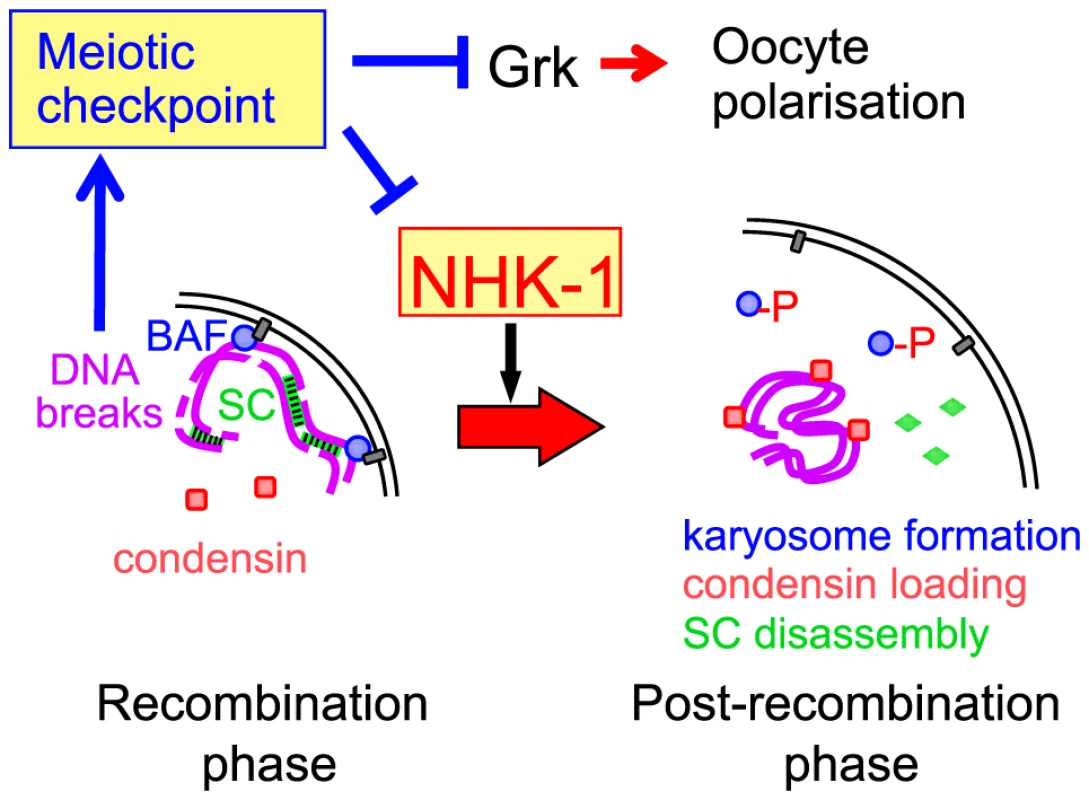 A central role for NHK-1 kinase in meiotic progression.