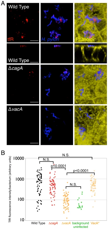 Transferrin receptor is mislocalized apically to sites of bacterial microcolonies.