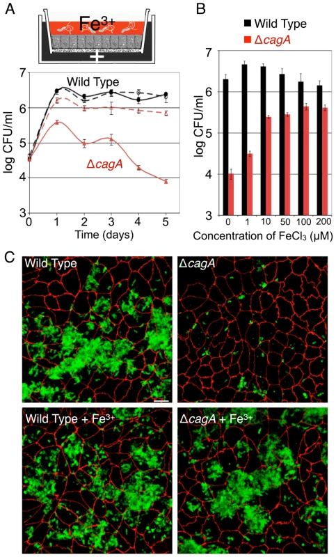 <i>Hp</i> acquires iron from host cells during colonization of the polarized epithelium.