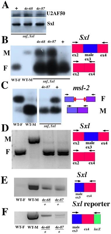 <i>eif4e</i> mutations shift Sxl regulated splicing toward male mode although Sxl protein levels are normal.