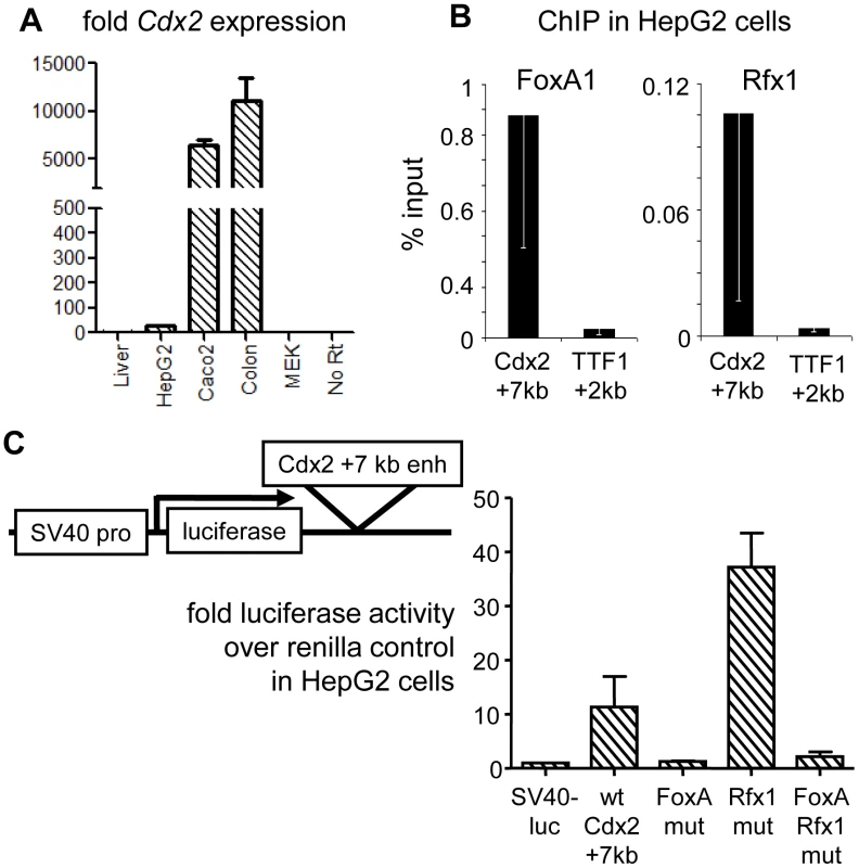 Genetic interactions at the Cdx2 +7 kb enhancer.