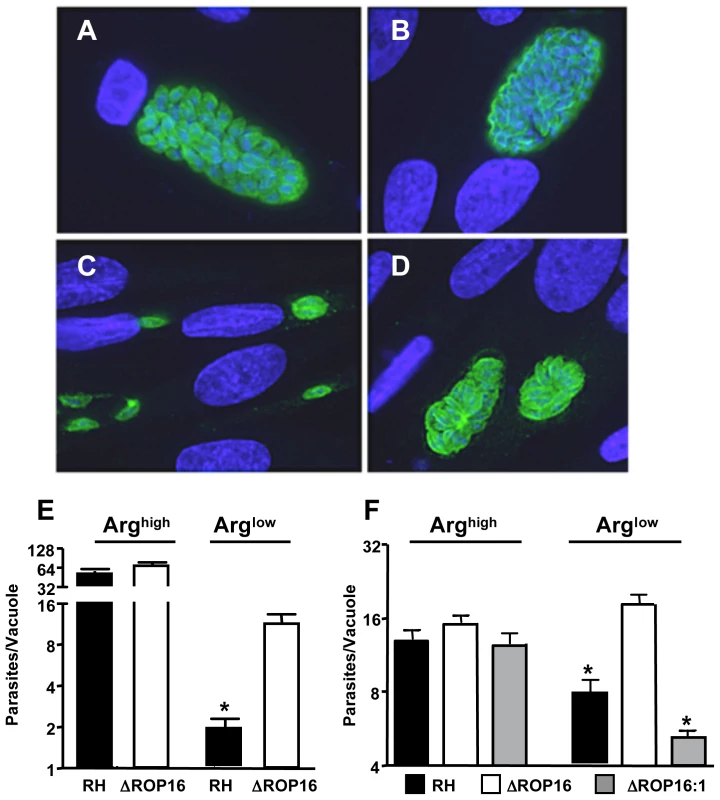ΔROP16 parasites are resistant to arginine deficient conditions.