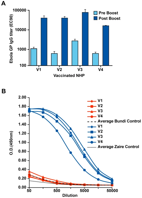 Development of vaccine-induced antibody responses.