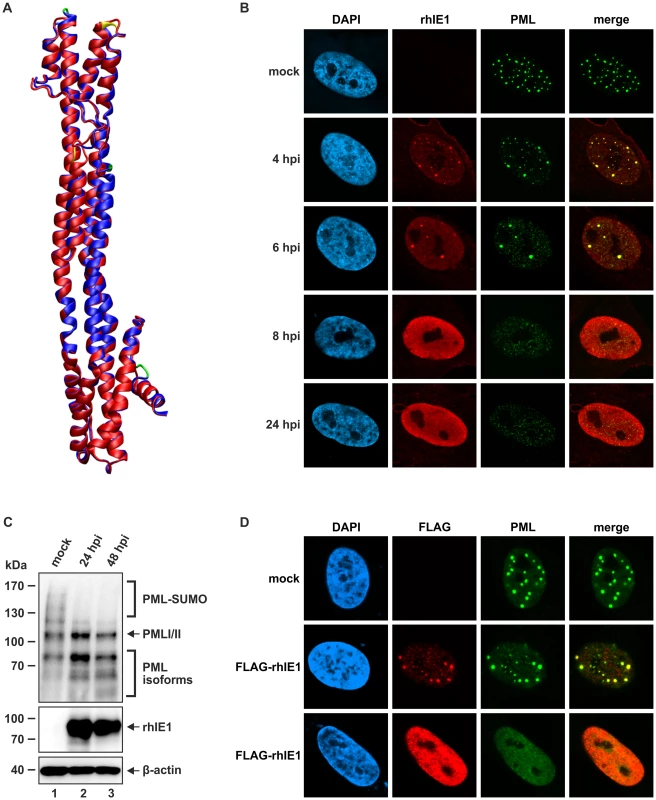 Structural and functional similarity between hIE1 and rhIE1.